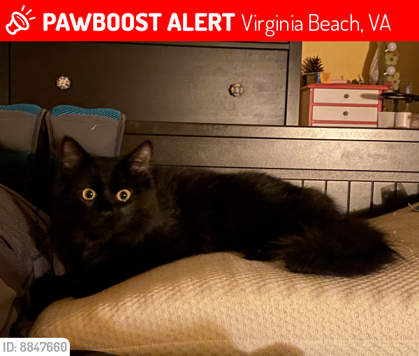 Lost Female Cat last seen Floral Ave & Jacqueline Ave Virginia Beach , Virginia Beach, VA 23462
