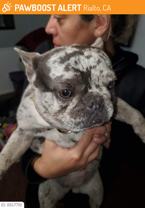 Rialto, CA Stray Female Dog Found Near Linden & Banyan RIALTO CA | PawBoost