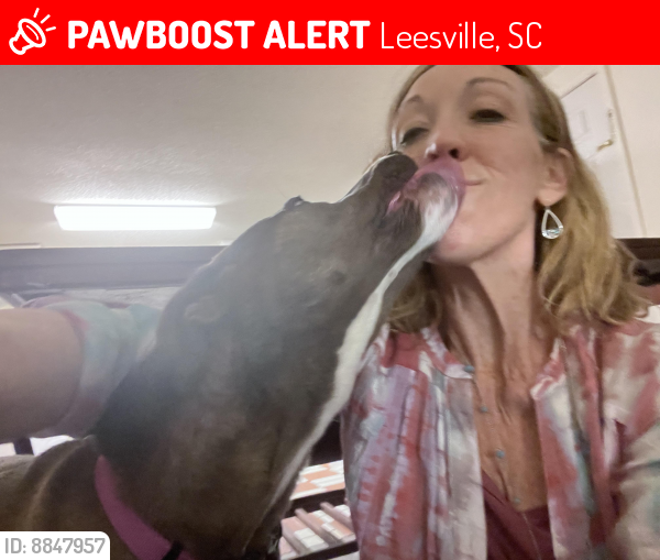 Lost Female Dog last seen Saluda traffic circle , Leesville, SC 29070