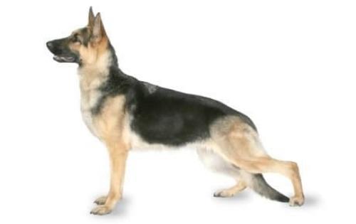Found/Stray Unknown Dog last seen Shadyside Dr & Isleta, Albuquerque, NM 87105