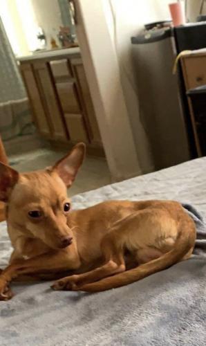 Lost Male Dog last seen Southern , Rio Rancho, NM 87124