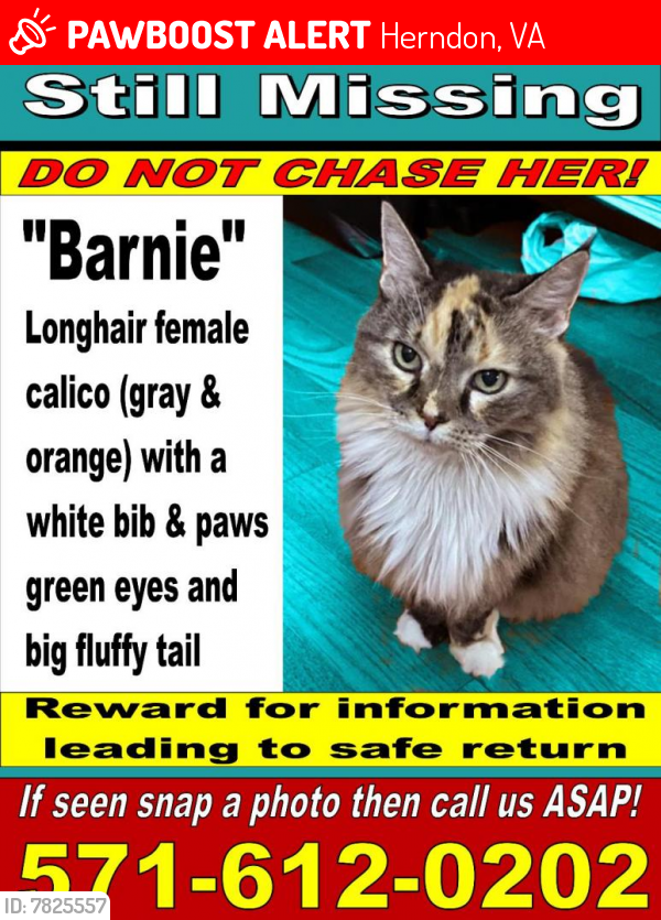 Lost Female Cat last seen Briery River Terrace, Longleaf Lane, Herndon, VA 20170