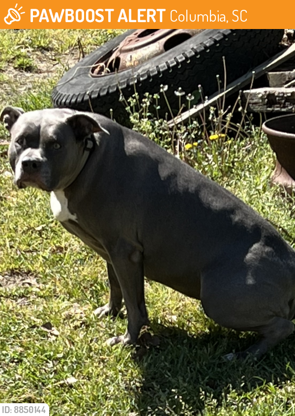 Found/Stray Female Dog last seen Garners Ferry Rd, Columbia, SC 29209