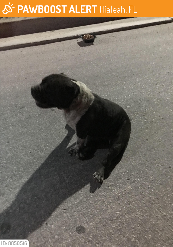 Found/Stray Male Dog last seen NW 144 St  ( Hialeah Gardens/Rock Pit), Hialeah, FL 33018