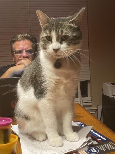 Lost Female Cat last seen Bailey Boswell and Comanche Springs Dr, Fort Worth, TX 76131