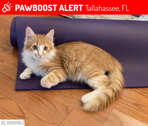 Lost Male Cat last seen Greensward Dr , Tallahassee, FL 32312