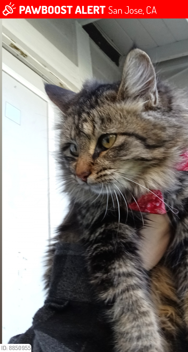 Lost Female Cat last seen Ramish Dr san jose, San Jose, CA 95131