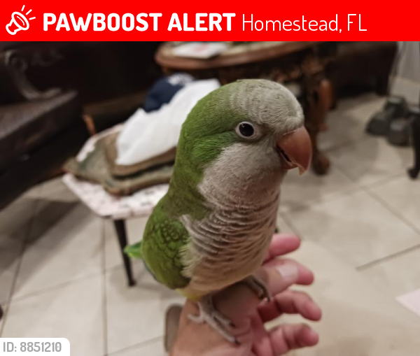 Lost Unknown Bird last seen Nw7th ave and nw6th Street hmstd fl, Homestead, FL 33030