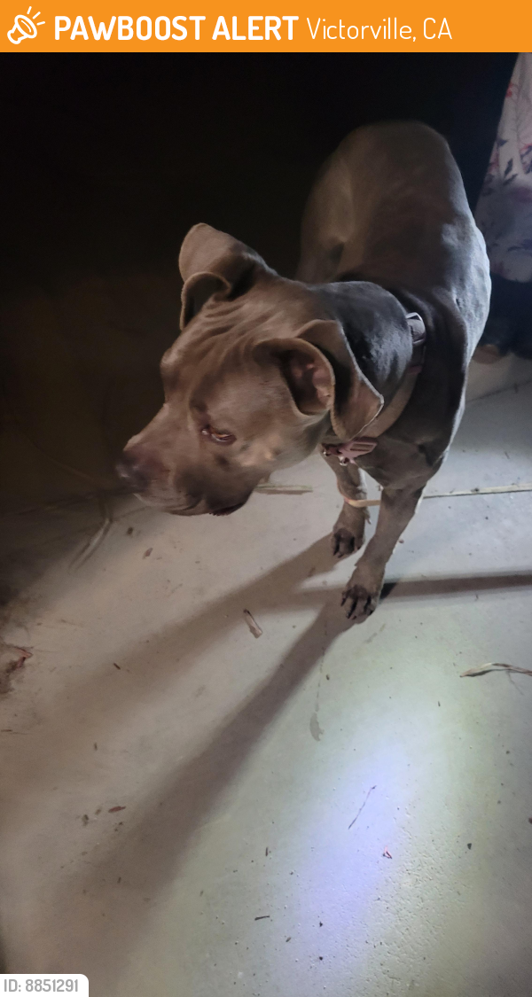 Surrendered Female Dog last seen hook and reno loop, Victorville, CA 92394