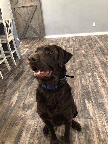 Lost Male Dog last seen Douglas and Pittman Ave, Guthrie, OK 73044