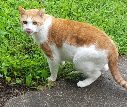 Lost Male Cat last seen Avondale Road & Kweisi Mfume Court , Dundalk, MD 21222