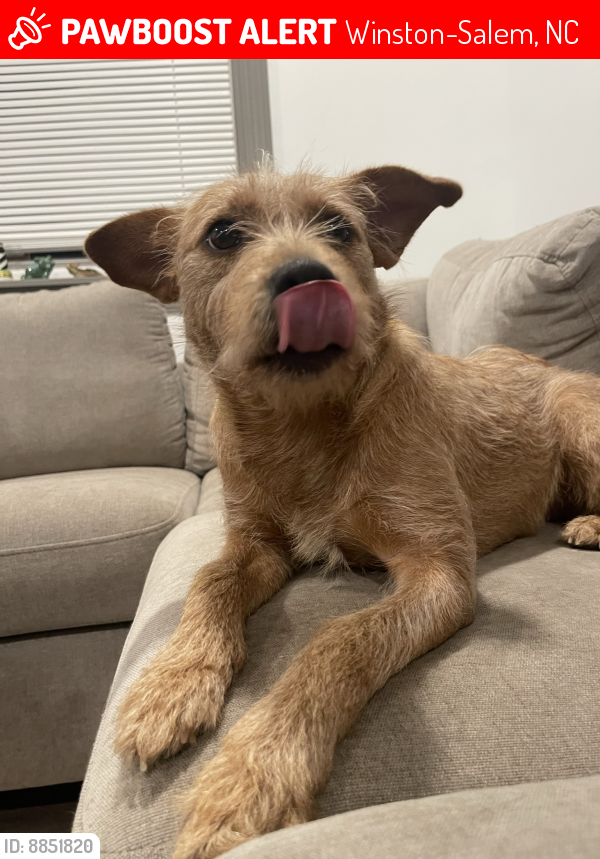 Lost Female Dog last seen Dellwood Dr, Polo RD, DOT, Wakeforest Soccer Arena, Winston-Salem, NC 27105