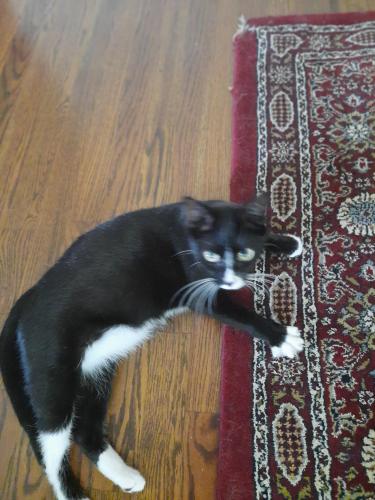 Lost Male Cat last seen Near barnsboro rd Washington way apts apt unit M21, Washington Township, NJ 08012