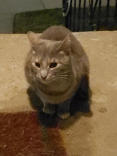 Found/Stray Female Cat last seen Near Midway , Chicago, IL 60629