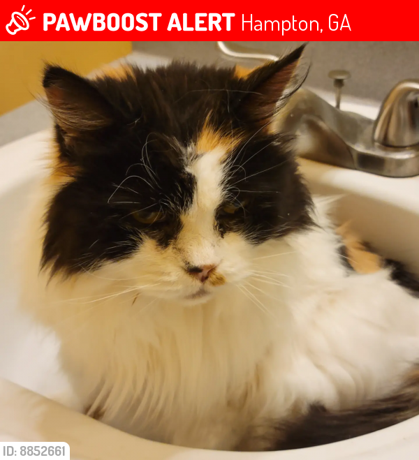 Lost Female Cat last seen Ashwood Trace neighborhood, Hampton, GA 30228