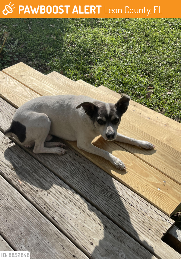 Found/Stray Male Dog last seen Buck Lake and Capitola Road, Leon County, FL 32317