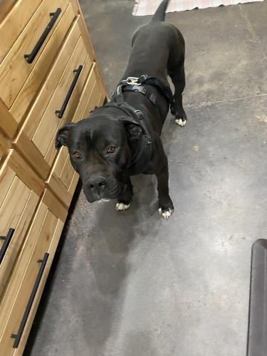 Lost Male Dog last seen Headed south from 2nd st and Shirk ln, Albuquerque, NM 87105