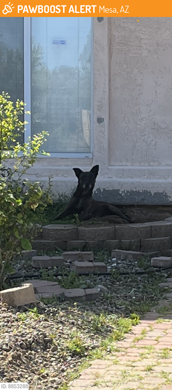 Found/Stray Unknown Dog last seen Harmony and 78th , Mesa, AZ 85209