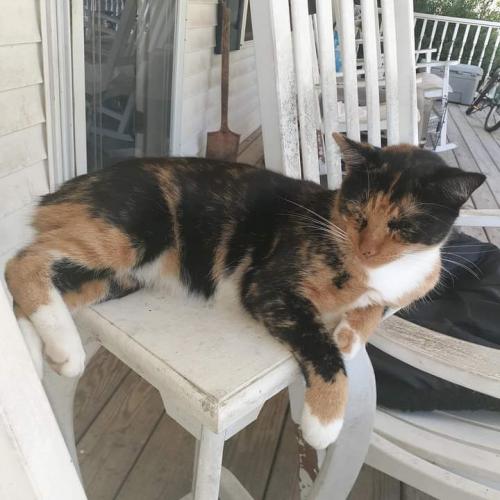 Lost Female Cat last seen Marathon grill Ftlawn SC usa, Fort Lawn, SC 29714