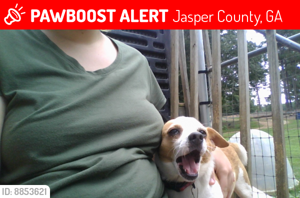 Lost Male Dog last seen Highway 212 a mile from Larry's 4 Way., Jasper County, GA 31064