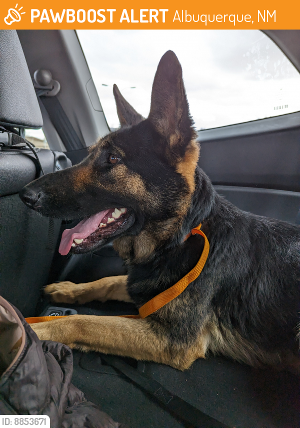 Rehomed Female Dog last seen 98th and Gibson SW, Albuquerque, NM 87121