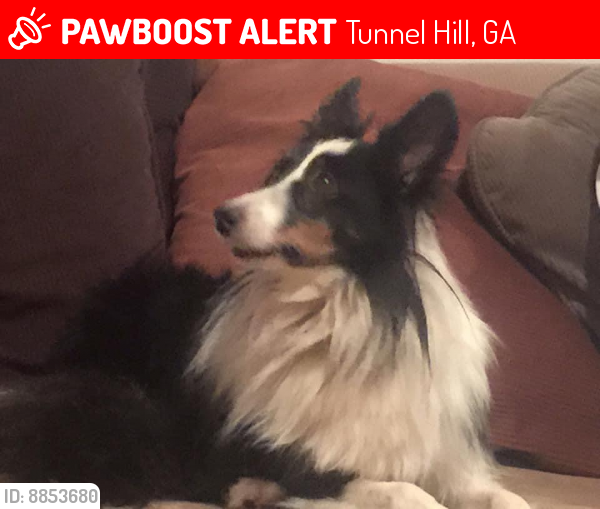 Lost Male Dog last seen Shadow rock and Reed rd, Tunnel Hill, GA 30755