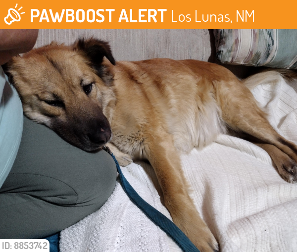 Found/Stray Female Dog last seen End of South Los Lentes Rd, Los Lunas, NM 87031