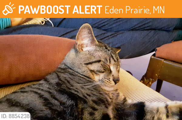 Rehomed Male Cat last seen Atherton townhomes off of mitchell rd.. , Eden Prairie, MN 55347
