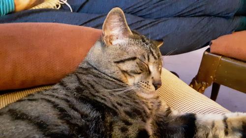 Found/Stray Male Cat last seen Atherton townhomes off of mitchell rd.. , Eden Prairie, MN 55347