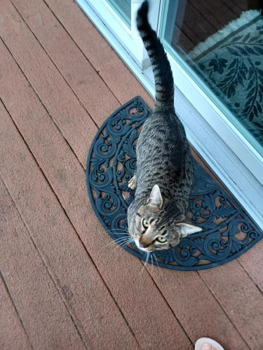 Found/Stray Male Cat last seen Upper Mainland and Morris Rd, Lower Salford Township, PA 19438