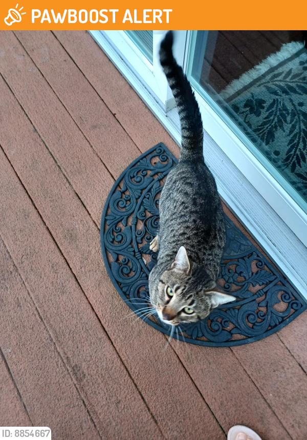 Rehomed Male Cat last seen Upper Mainland and Morris Rd, Lower Salford Township, PA 19438