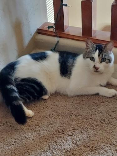 Lost Male Cat last seen Germann Road and Gilbert Road, by the Grove Church. , Chandler, AZ 85286