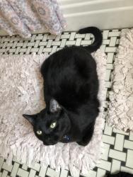 Lost Male Cat last seen They saw him in west end walking at night lately, Cincinnati, OH 45214
