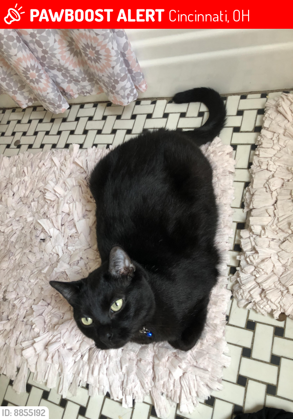 Lost Male Cat last seen They saw him in west end walking at night lately, Cincinnati, OH 45214