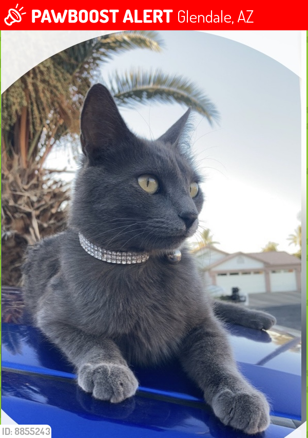 Lost Female Cat last seen 74th ave Glendale , Glendale, AZ 85303