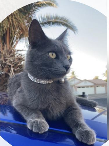 Lost Female Cat last seen 74th ave Glendale , Glendale, AZ 85303