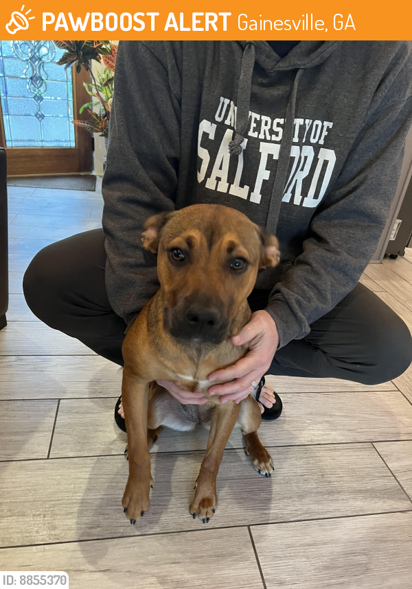 Rehomed Female Dog last seen Ledan Rd/Price Rd, Gainesville, GA 30506