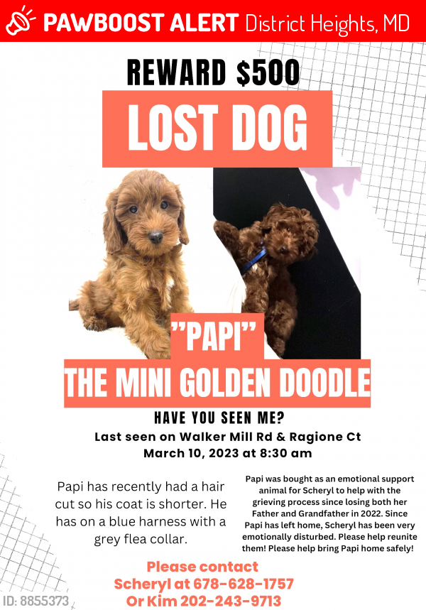 Lost Male Dog last seen Walker mill rd , District Heights, MD 20747