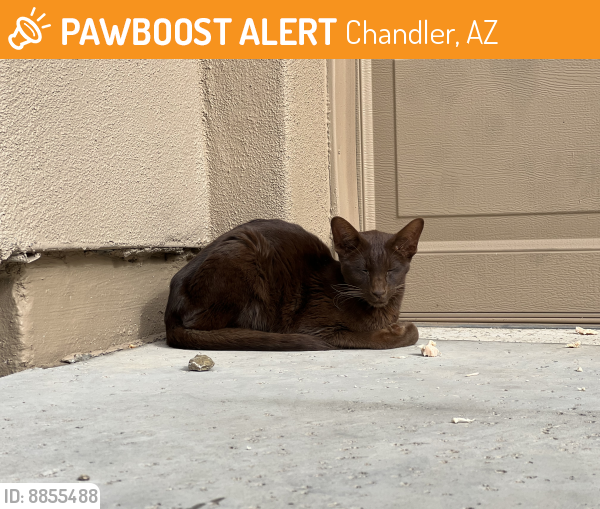 Found/Stray Unknown Cat last seen Chandler Heights and Gilbert , Chandler, AZ 85249