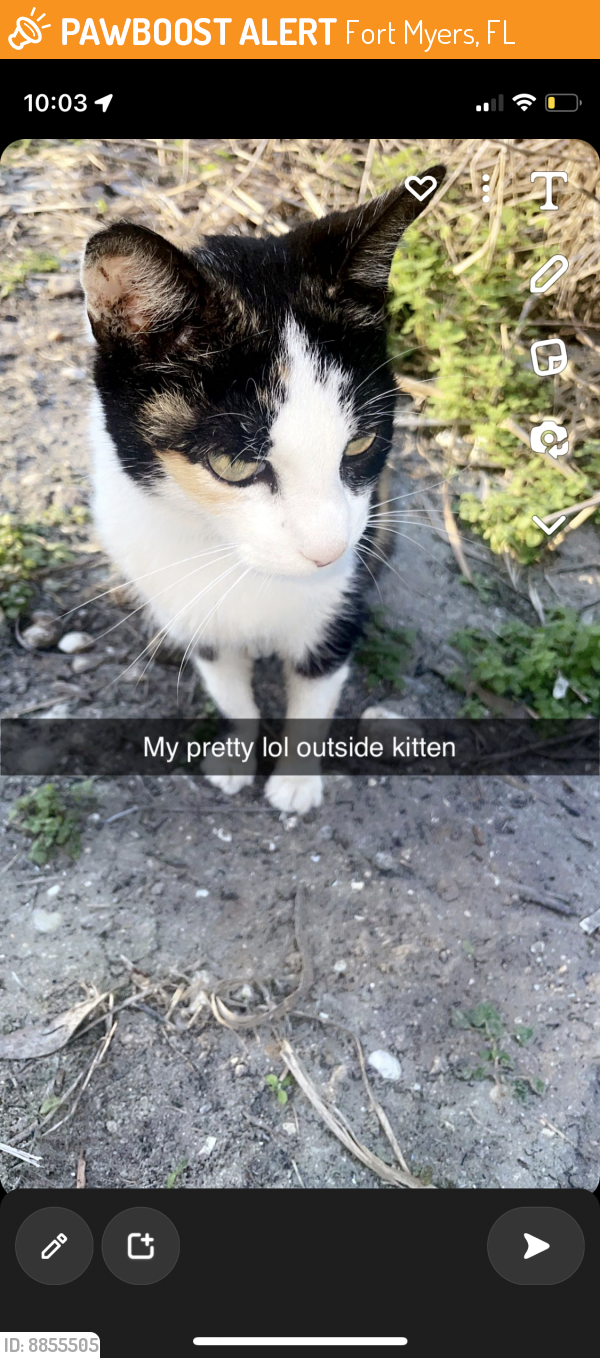 Found/Stray Female Cat last seen Iona and Davis , Fort Myers, FL 33908