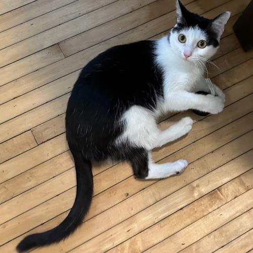 Lost Female Cat last seen Somonauk & Ottawa, Sycamore, IL 60178