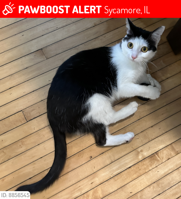 Lost Female Cat last seen Somonauk & Ottawa, Sycamore, IL 60178