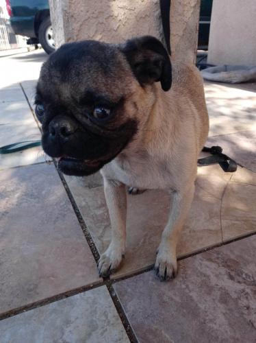Lost Male Dog last seen 28st street Broadway Phoenix az, Phoenix, AZ 85050