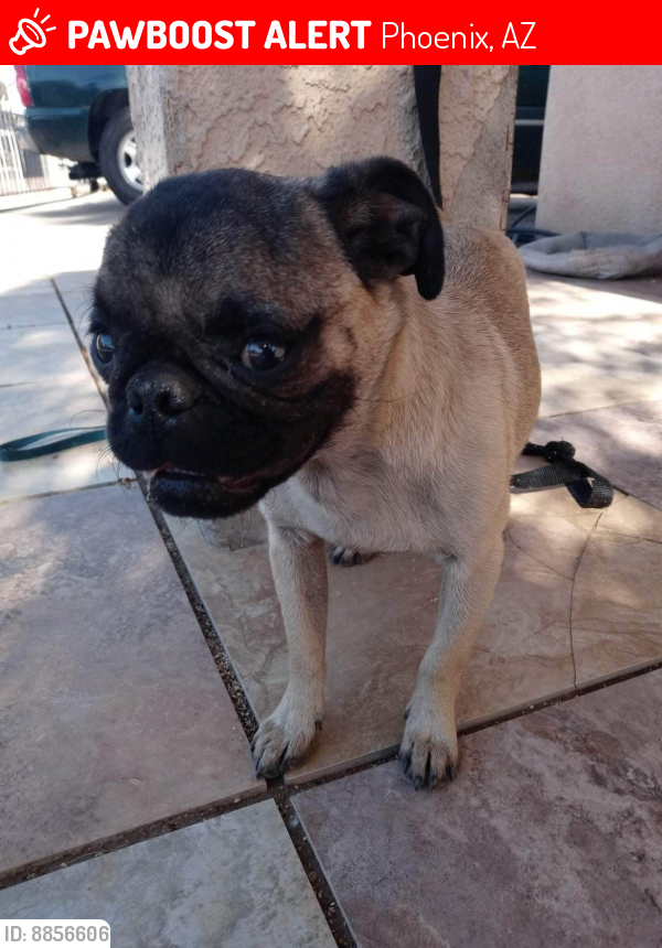 Lost Male Dog last seen 28st street Broadway Phoenix az, Phoenix, AZ 85050