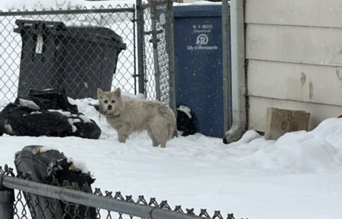Found/Stray Unknown Dog last seen Near block of Northeast Quincy Street , Minneapolis, MN 55413