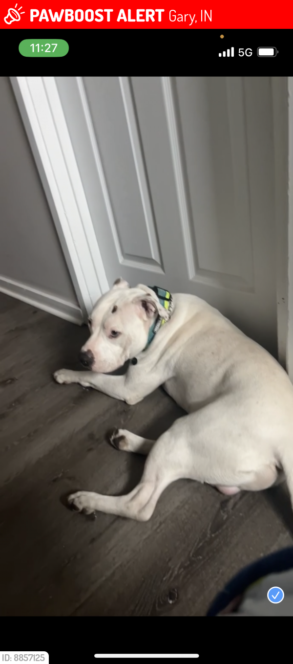 Lost Male Dog last seen Central and marshalltown , Gary, IN 46407