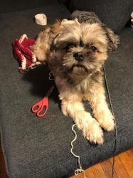 Lost Male Dog last seen Park Avenue, Newark, NJ, Newark, NJ 07017