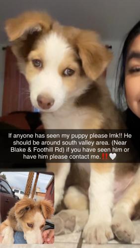 Lost Male Dog last seen Foothill & Blake rd, Albuquerque, NM 87105