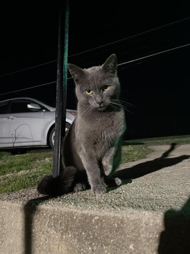 Found/Stray Female Cat last seen Darnestown by Harris Teeter, Darnestown, MD 20878