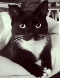 Lost Male Cat last seen Between The East Village, Arathorn Estate and The Graces in Olympus. , Pretoria, GP 0081